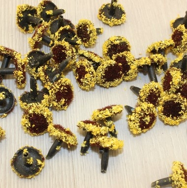 Серединки цветка коричневые с желтой пыльцой